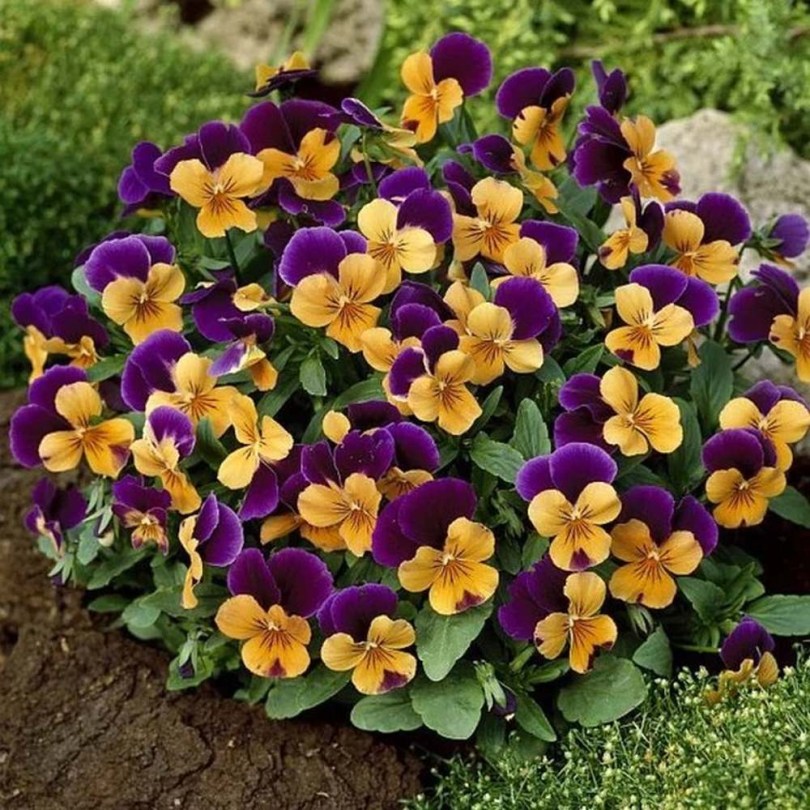 Kisvirágú árvácska King Henry - Szarvacskás árvácska - Viola cornuta, Viola cornuta, ehető virág